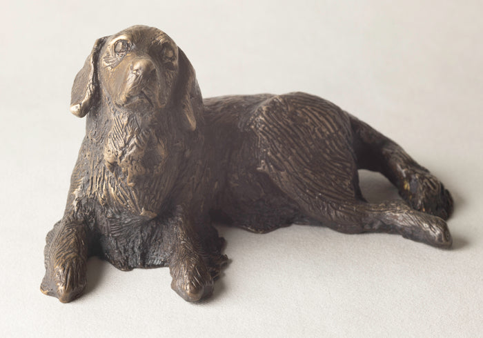 Golden Retriever (bigger than box)