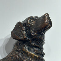 Golden Retriever (bigger than box)