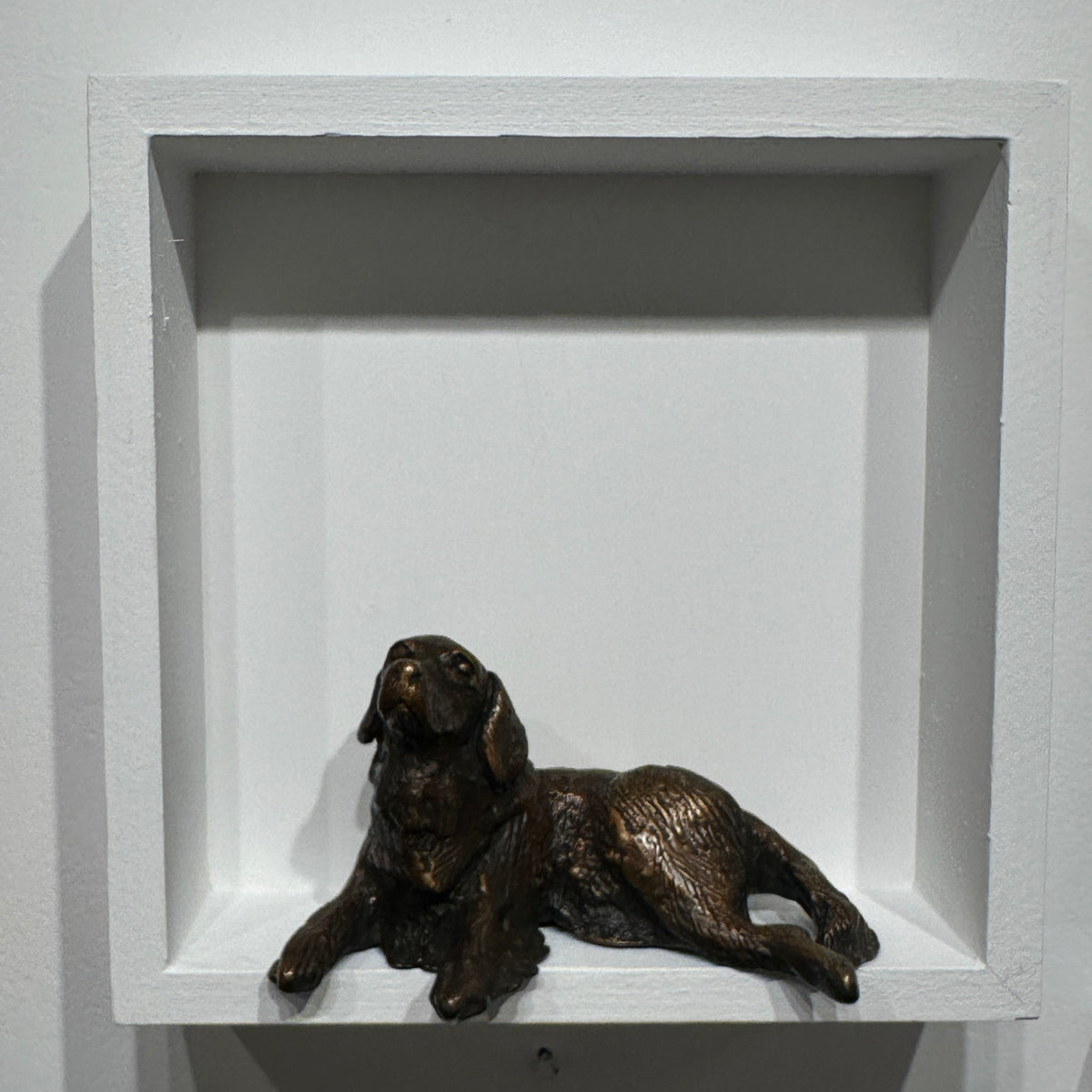 Golden Retriever (bigger than box)