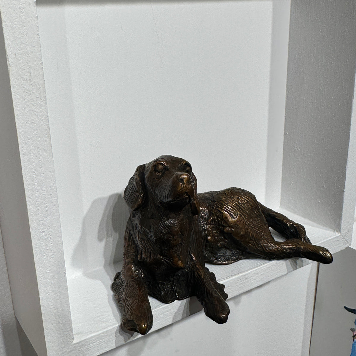 Golden Retriever (bigger than box)