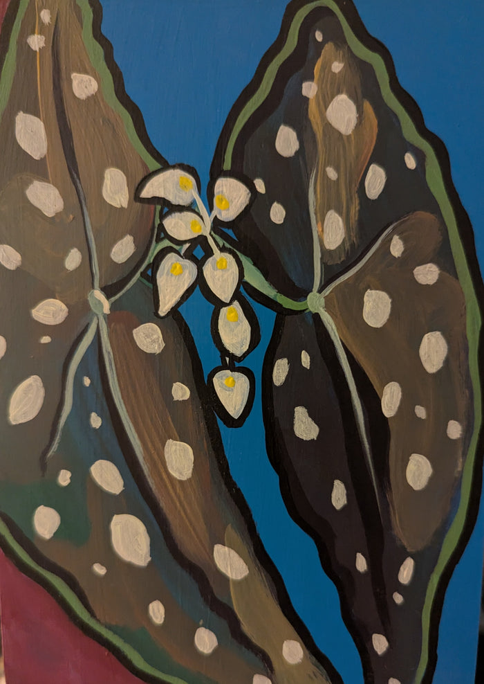 Angelwing from the 'Flora and Fauna' series