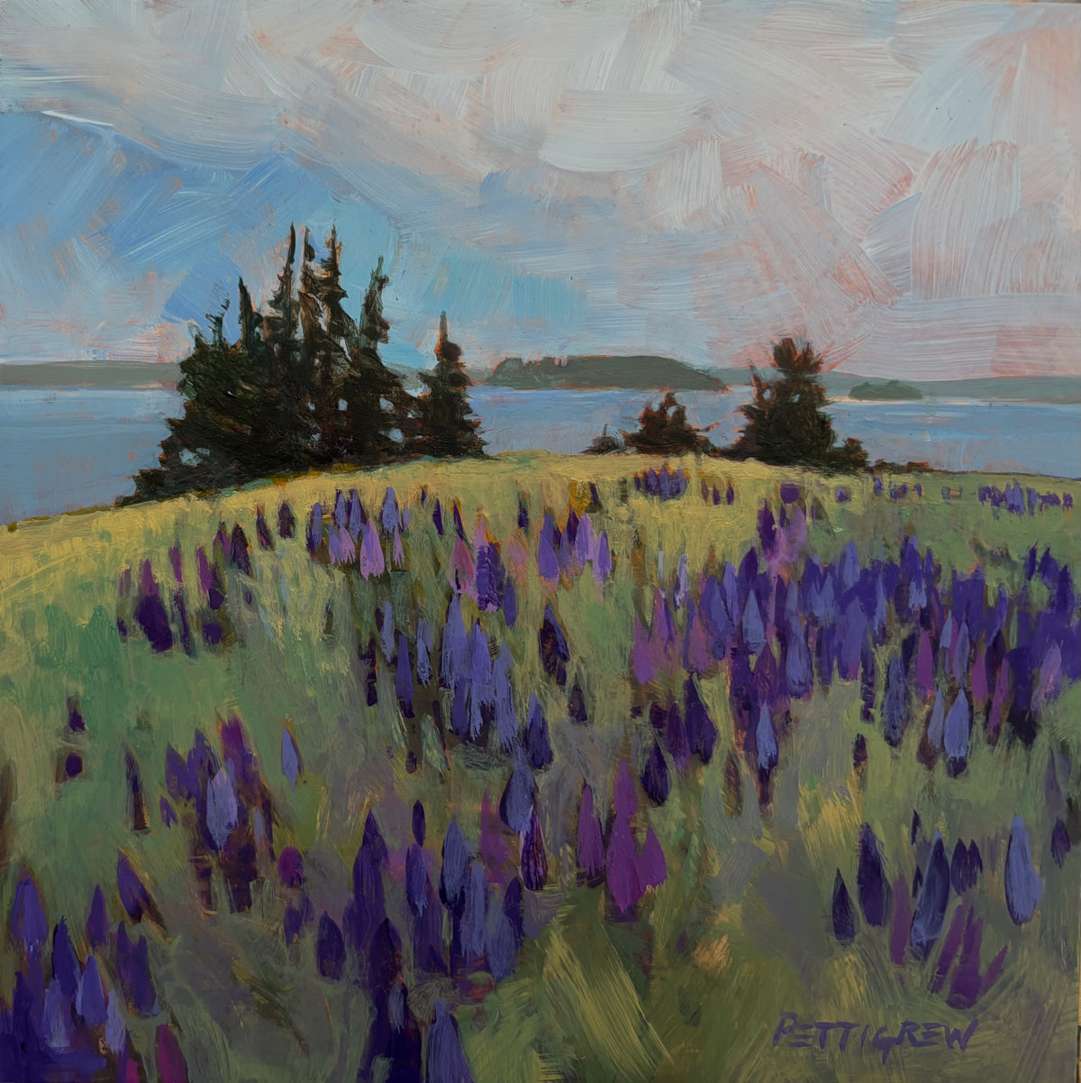Lupine, Flye Point