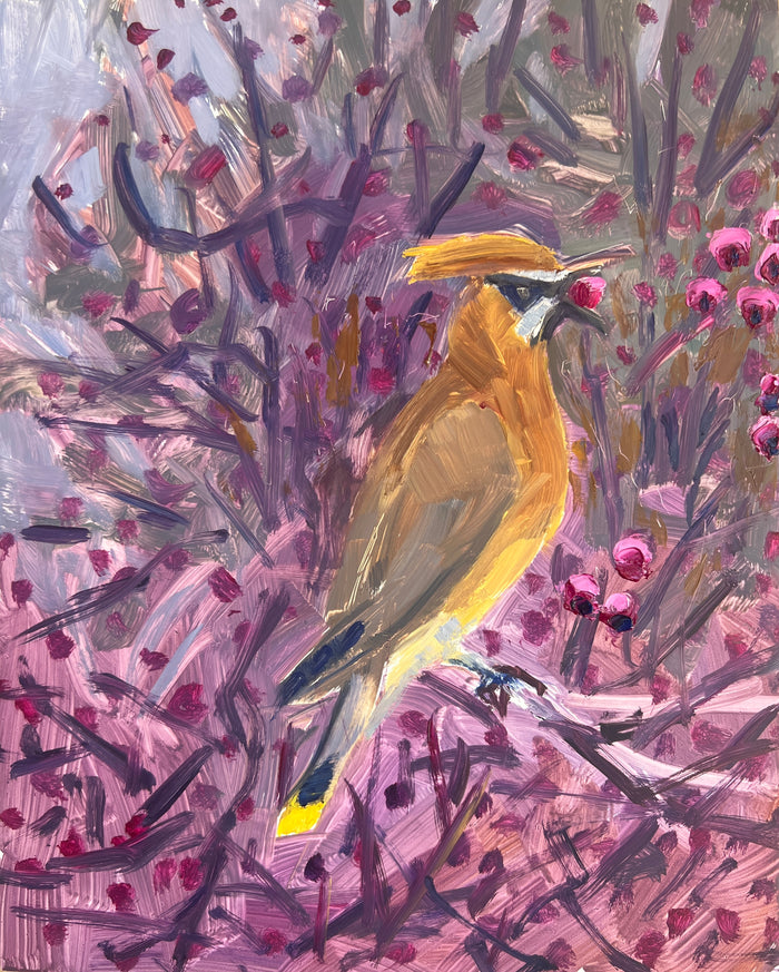 Cedar Waxwing