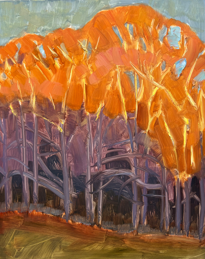 Morning Light on Oaks