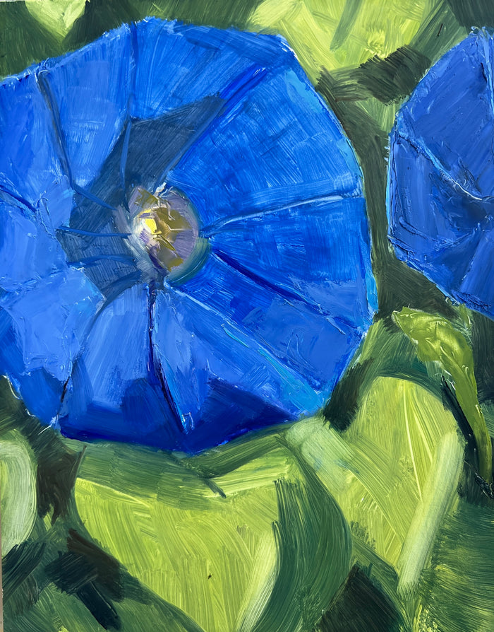 Islesboro Morning Glory